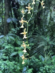 Oncidium hapalotyle