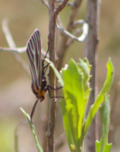 Photo of cattail moth (Ctenucha vittigera)