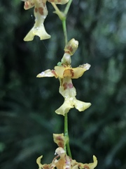 Oncidium hapalotyle