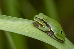 Iberian Tree Frog photo 3