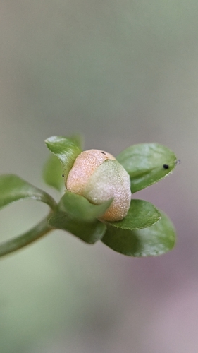 Dasineura hygrophila