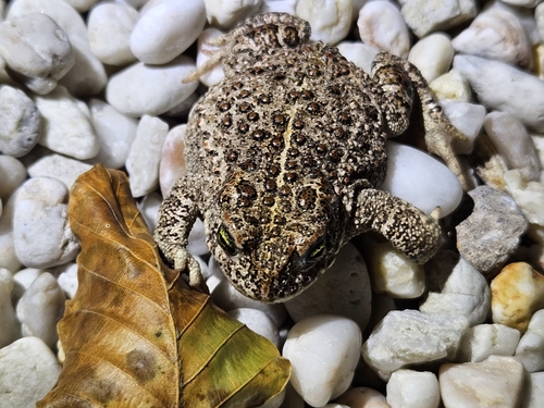 Natterjack Toad, Keelven, Huize Witven/Prov.weg, 5711 RA Someren, Niederlande, photo 9 of 10