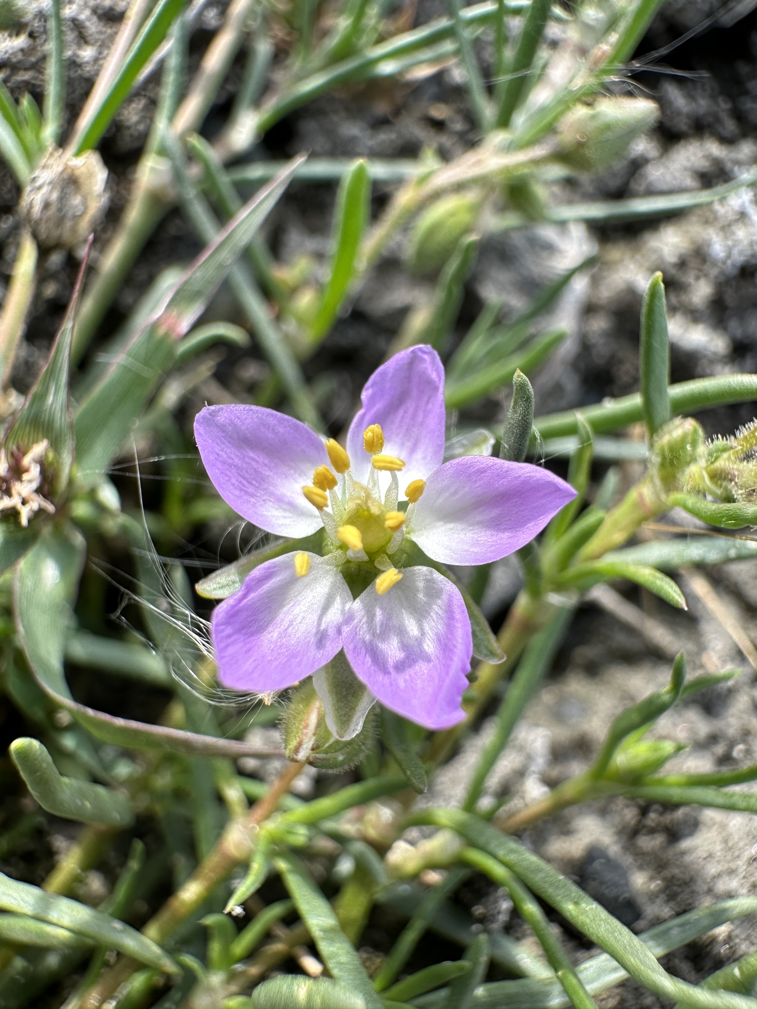 Spergularia media