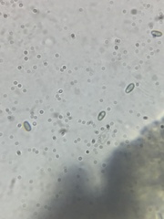 Amandinea