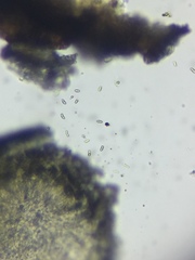 Amandinea