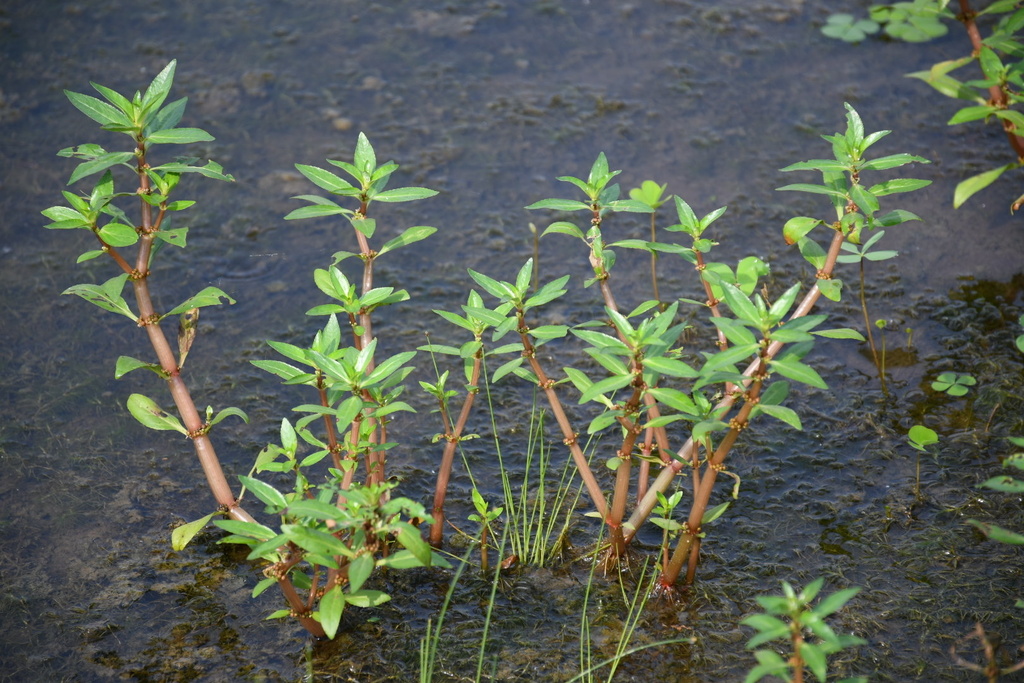 Biệt gia Cape (Bergia capensis)