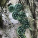 Monstera tuberculata brevinoda - Photo (c) Tori Miller, some rights reserved (CC BY-NC), uploaded by Tori Miller