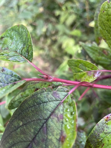 Red-Osier Dogwood* foliage
