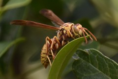 Polistes apachus apachus