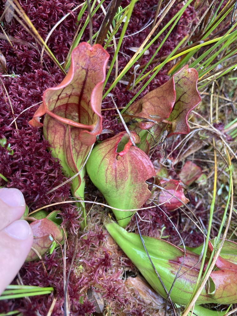 Purple Pitcher Plant In October 2023 By Natelemmon · Inaturalist