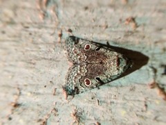 Maliattha concinnimacula