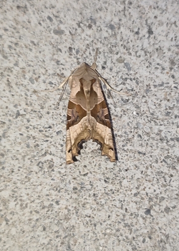 sivkavec mramorovaný (Phlogophora meticulosa)