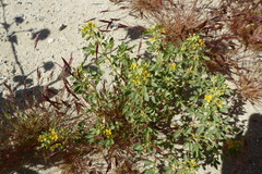 Cleomella obtusifolia