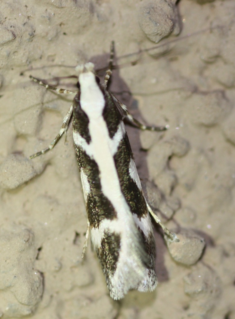 Aroga paulella