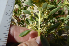 Cleomella obtusifolia