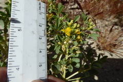 Cleomella obtusifolia