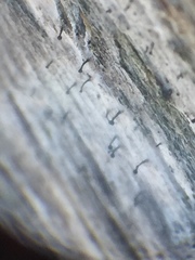 Mycocalicium subtile