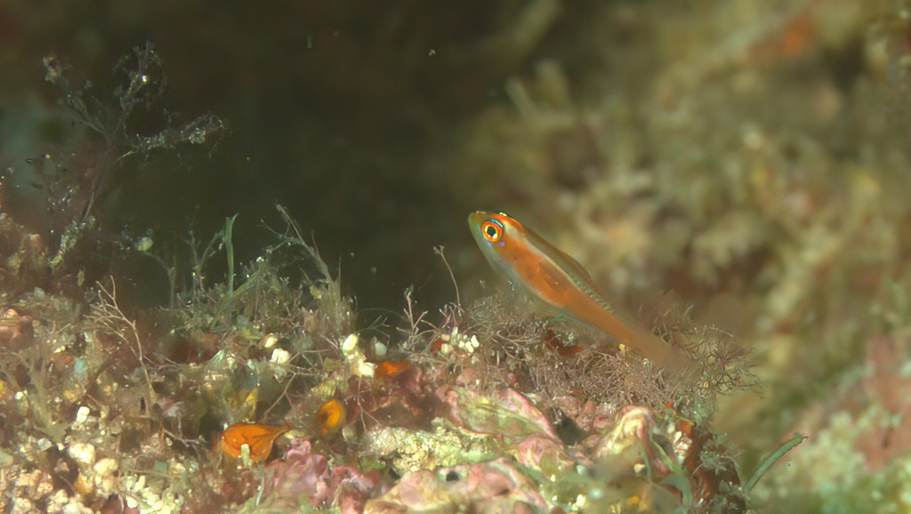 Bloodspot pygmygoby (Trimma anaima) — Gobiidae