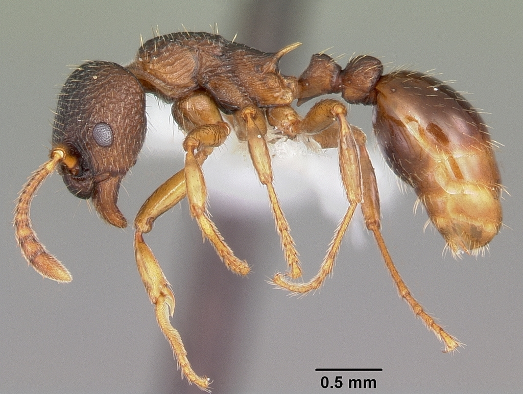 Alaskan Furrowed Ant