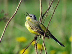 Motacilla flava flava