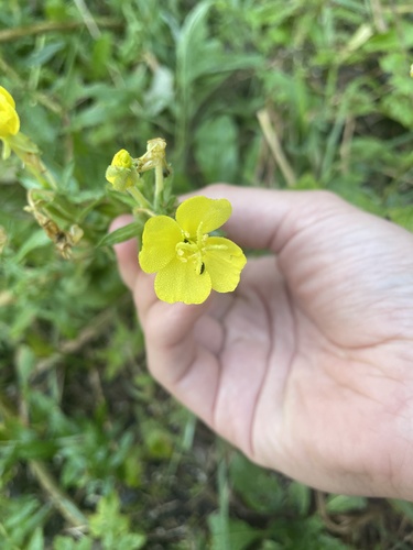 Oenothera perennis iNat (3)