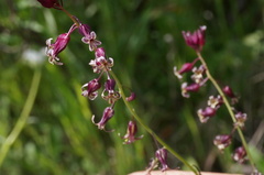 Caulanthus heterophyllus