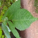 Fraxinus pennsylvanica campestris - Photo (c) oopsydazy, some rights reserved (CC BY-NC), uploaded by oopsydazy