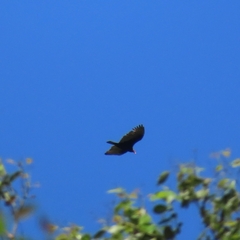 Cathartes aura image