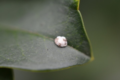 Ceroplastes sinensis