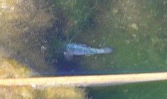 Cyprinodon nevadensis