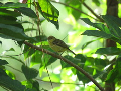 Vireo pallens