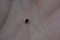 Ceroplastes sinensis