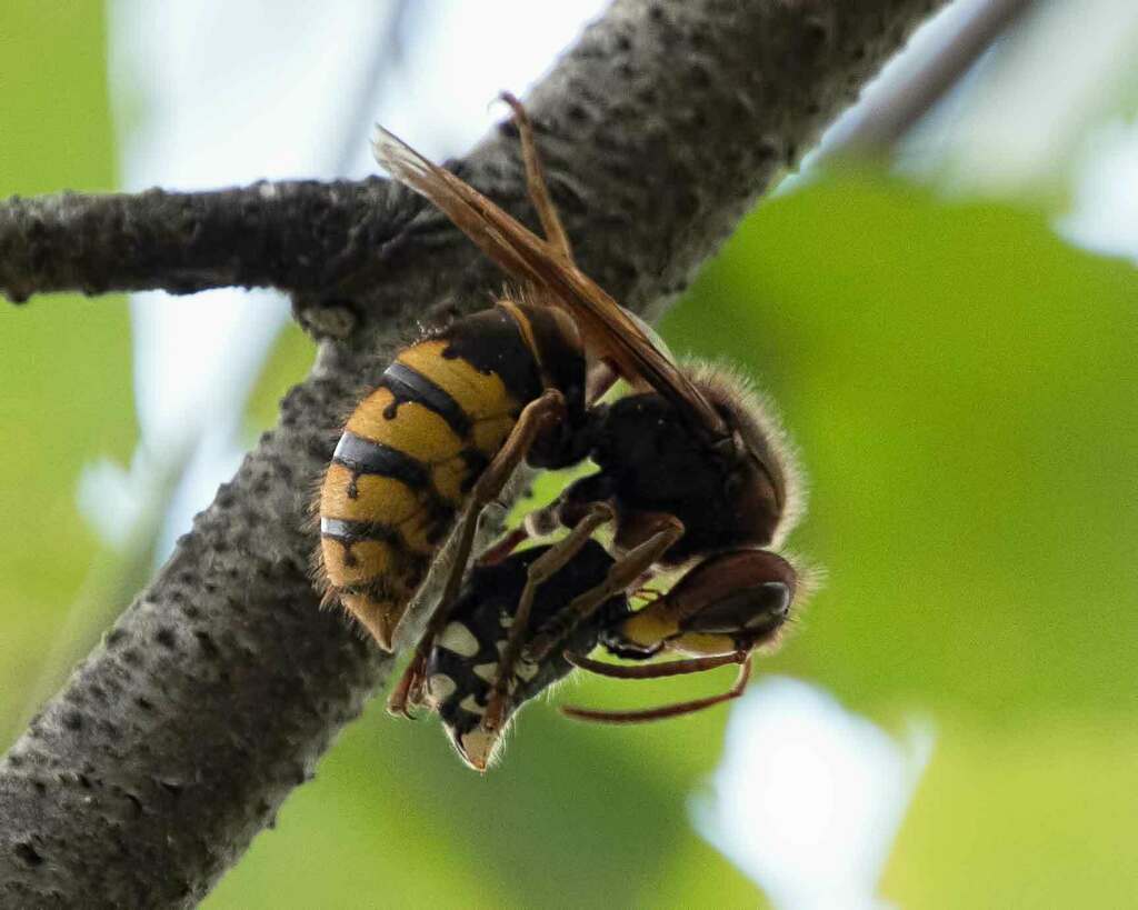 European Hornet From Patterson Park Baltimore MD USA On October 5   Large 