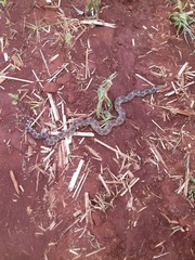 Pituophis deppei deppei