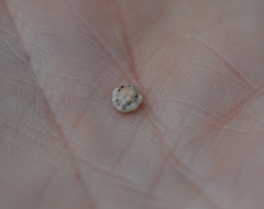 Ceroplastes sinensis