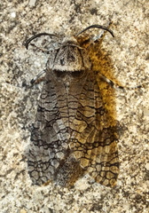 Prionoxystus macmurtrei