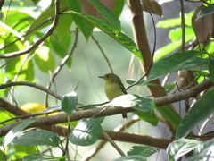 Vireo pallens