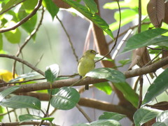 Vireo pallens