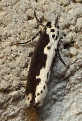 Ethmia semilugens