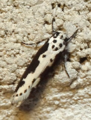 Ethmia semilugens