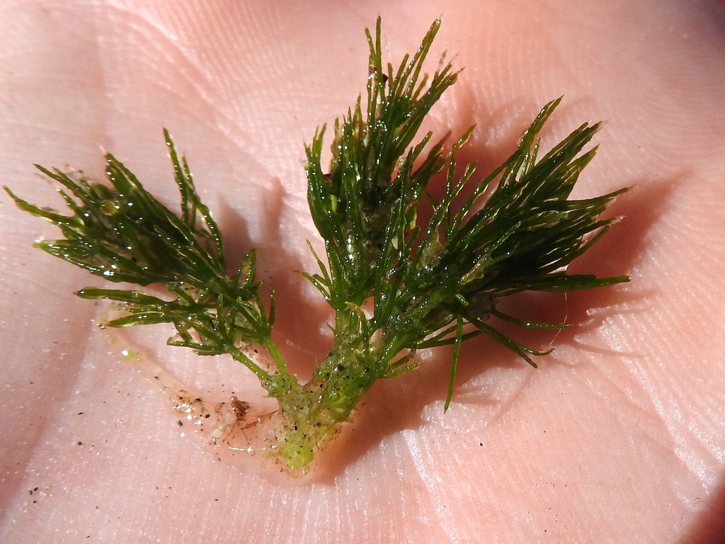 muskgrass from Strathcona, BC, Canada on August 4, 2023 at 04:11 PM by ...