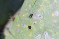Stictomyia longicornis