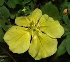 Oenothera triloba