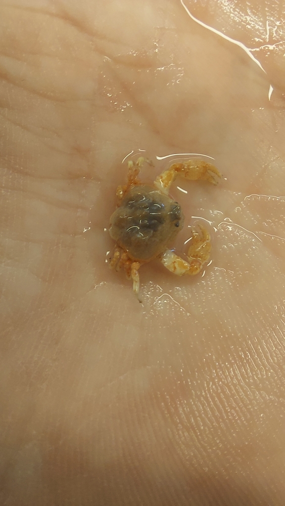 Bryer's Nut Crab