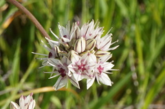 Allium praecox
