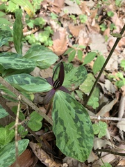 Trillium gracile