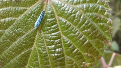 Graphocephala flavovittata