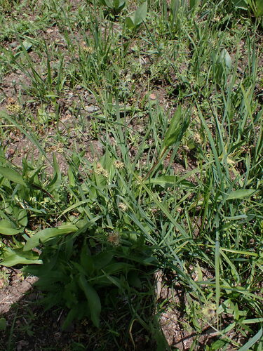 Image of Carex raynoldsii by no rights reserved