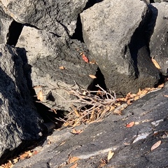 Metrosideros excelsa