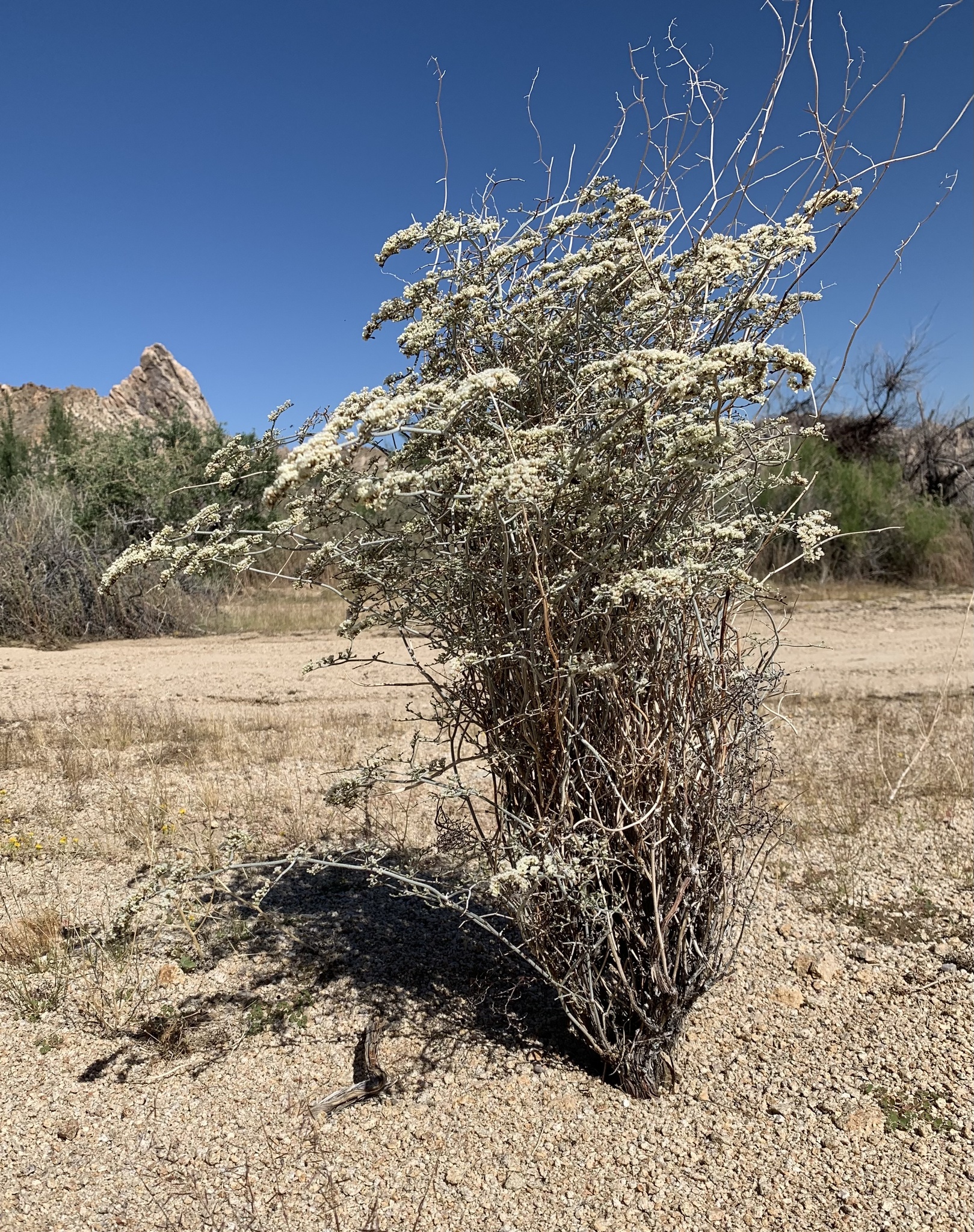 Eriogonum plumatella